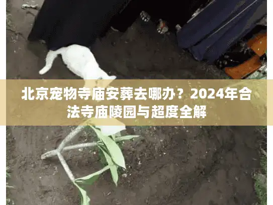 北京宠物寺庙安葬去哪办？2024年合法寺庙陵园与超度全解