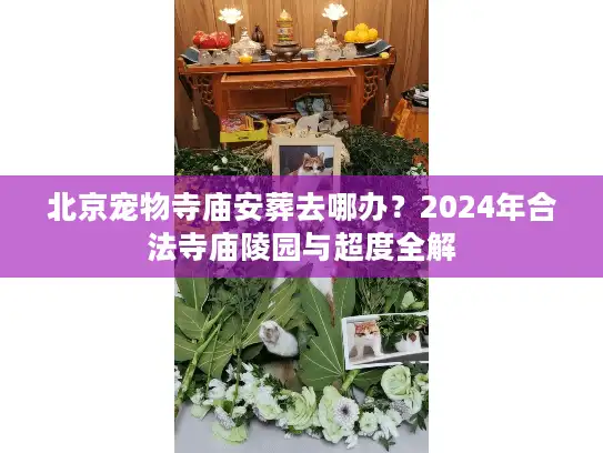 北京宠物寺庙安葬去哪办？2024年合法寺庙陵园与超度全解