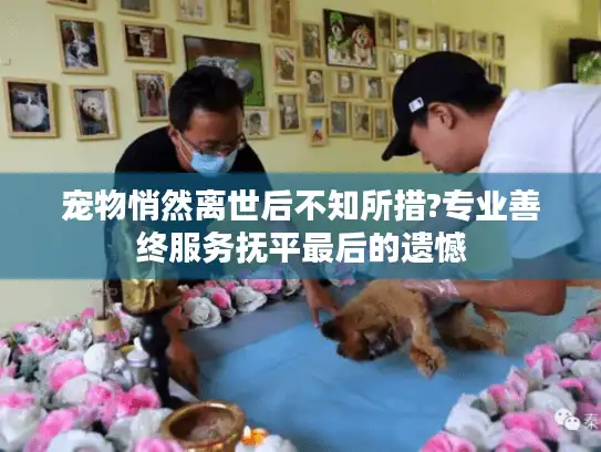 宠物悄然离世后不知所措?专业善终服务抚平最后的遗憾