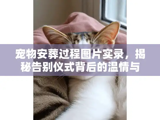 宠物安葬过程图片实录，揭秘告别仪式背后的温情与尊严
