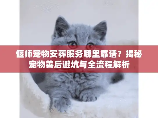 偃师宠物安葬服务哪里靠谱？揭秘宠物善后避坑与全流程解析
