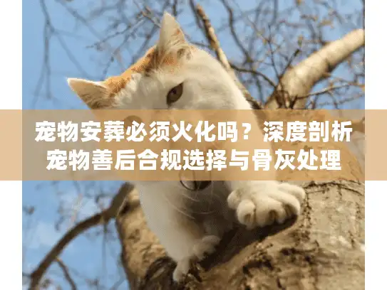 宠物安葬必须火化吗？深度剖析宠物善后合规选择与骨灰处理