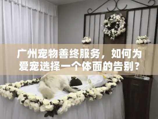 广州宠物善终服务，如何为爱宠选择一个体面的告别？