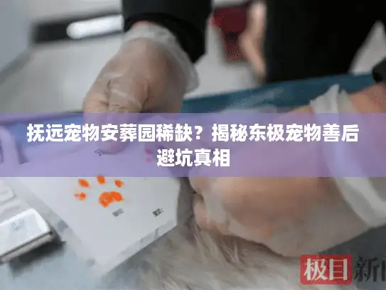 抚远宠物安葬园稀缺？揭秘东极宠物善后避坑真相