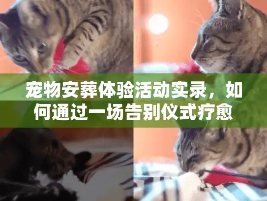 宠物安葬体验活动实录，如何通过一场告别仪式疗愈悲伤？