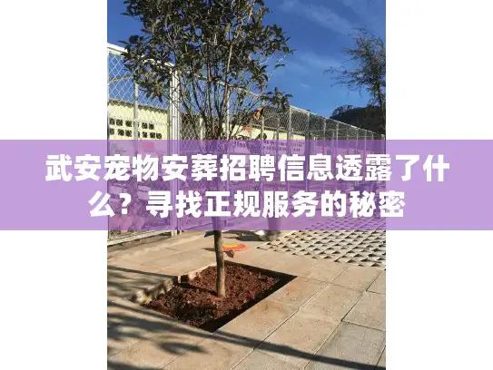 武安宠物安葬招聘信息透露了什么？寻找正规服务的秘密