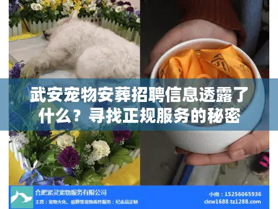武安宠物安葬招聘信息透露了什么？寻找正规服务的秘密