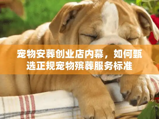 宠物安葬创业店内幕，如何甄选正规宠物殡葬服务标准