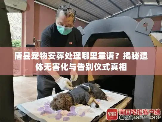 唐县宠物安葬处理哪里靠谱？揭秘遗体无害化与告别仪式真相