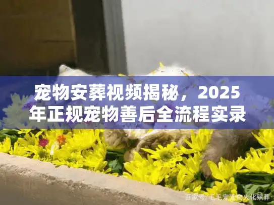 宠物安葬视频揭秘，2025年正规宠物善后全流程实录