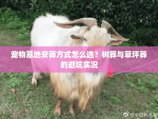 宠物墓地安葬方式怎么选？树葬与草坪葬的避坑实况