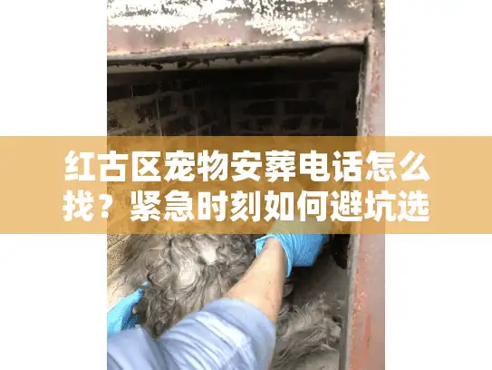 红古区宠物安葬电话怎么找？紧急时刻如何避坑选对告别厅
