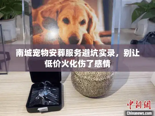 南城宠物安葬服务避坑实录，别让低价火化伤了感情