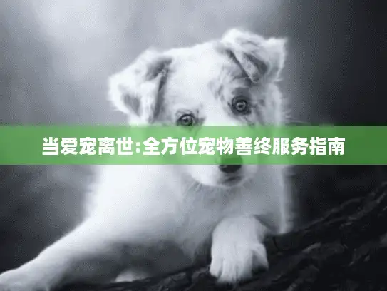当爱宠离世:全方位宠物善终服务指南