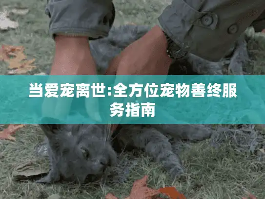 当爱宠离世:全方位宠物善终服务指南