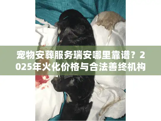 宠物安葬服务瑞安哪里靠谱？2025年火化价格与合法善终机构避坑