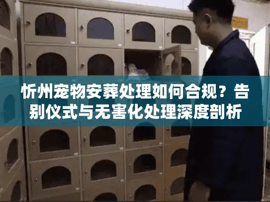 忻州宠物安葬处理如何合规？告别仪式与无害化处理深度剖析
