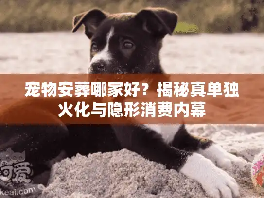 宠物安葬哪家好？揭秘真单独火化与隐形消费内幕