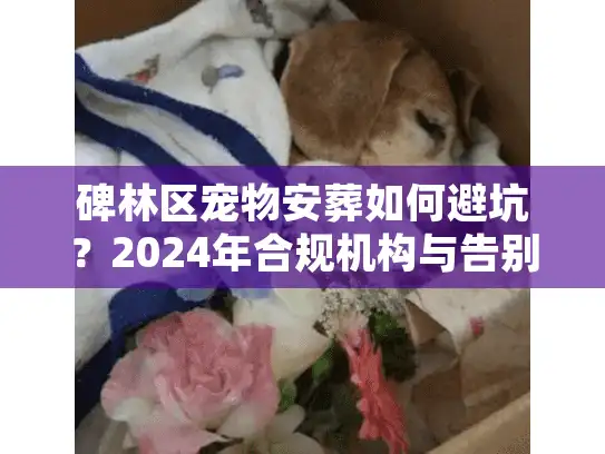 碑林区宠物安葬如何避坑？2024年合规机构与告别仪式全揭秘