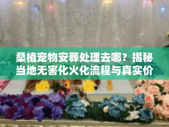 桑植宠物安葬处理去哪？揭秘当地无害化火化流程与真实价格