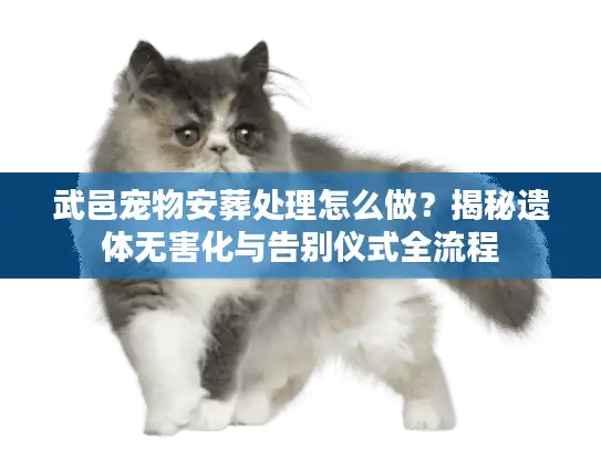 武邑宠物安葬处理怎么做？揭秘遗体无害化与告别仪式全流程