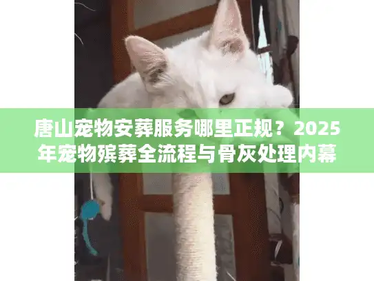 唐山宠物安葬服务哪里正规？2025年宠物殡葬全流程与骨灰处理内幕