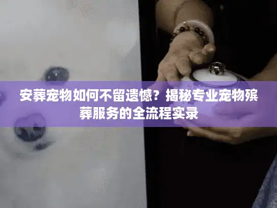 安葬宠物如何不留遗憾？揭秘专业宠物殡葬服务的全流程实录