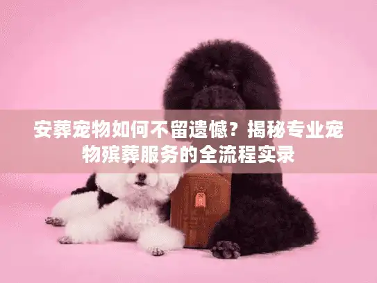 安葬宠物如何不留遗憾？揭秘专业宠物殡葬服务的全流程实录