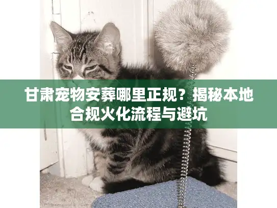 甘肃宠物安葬哪里正规？揭秘本地合规火化流程与避坑