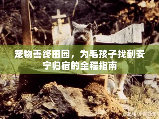 宠物善终田园，为毛孩子找到安宁归宿的全程指南