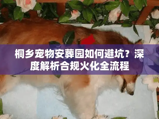 桐乡宠物安葬园如何避坑？深度解析合规火化全流程