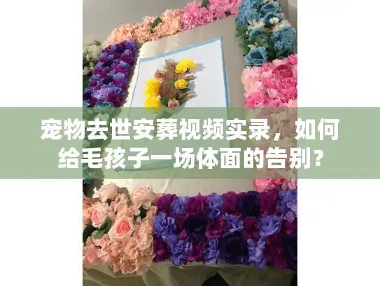 宠物去世安葬视频实录，如何给毛孩子一场体面的告别？