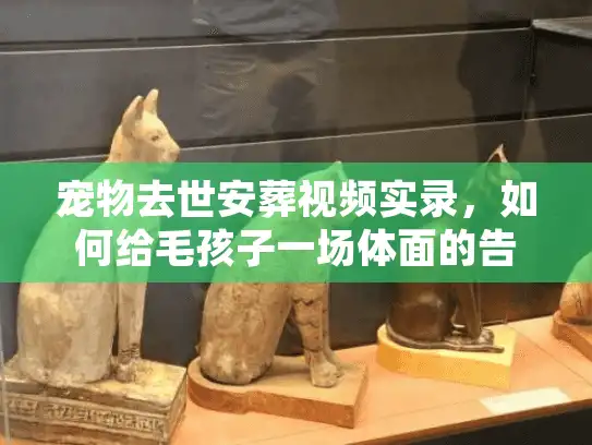 宠物去世安葬视频实录，如何给毛孩子一场体面的告别？
