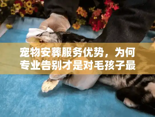 宠物安葬服务优势，为何专业告别才是对毛孩子最后的温柔？
