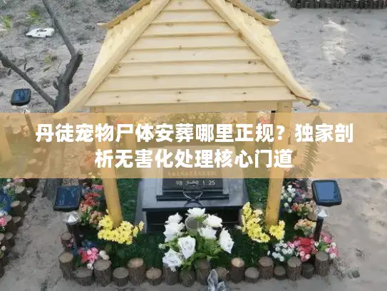 丹徒宠物尸体安葬哪里正规？独家剖析无害化处理核心门道