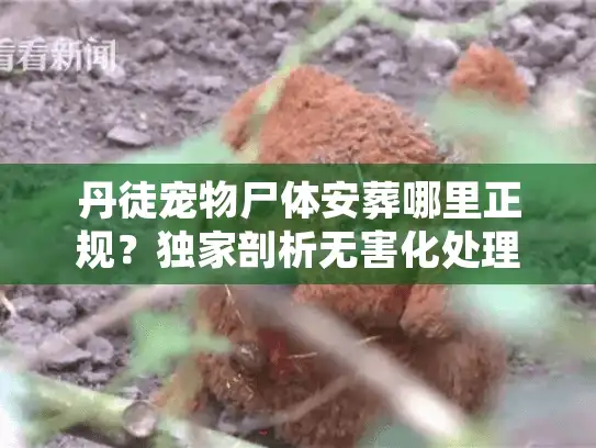 丹徒宠物尸体安葬哪里正规？独家剖析无害化处理核心门道