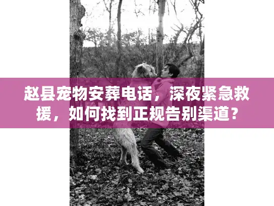 赵县宠物安葬电话，深夜紧急救援，如何找到正规告别渠道？