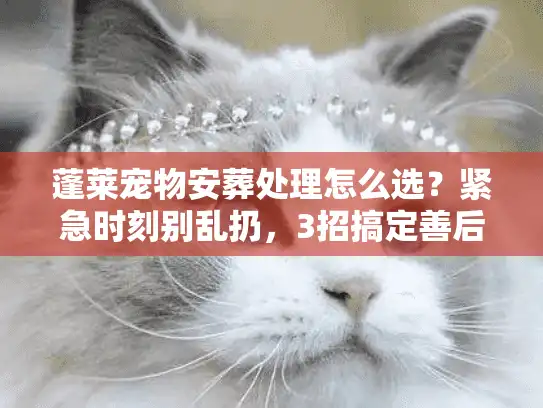 蓬莱宠物安葬处理怎么选？紧急时刻别乱扔，3招搞定善后