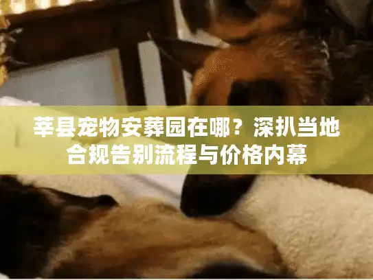 莘县宠物安葬园在哪？深扒当地合规告别流程与价格内幕