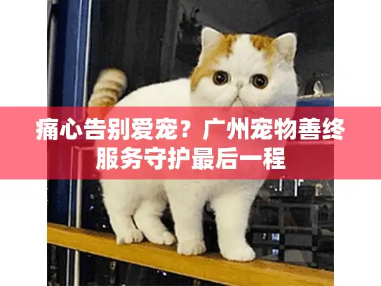 痛心告别爱宠？广州宠物善终服务守护最后一程