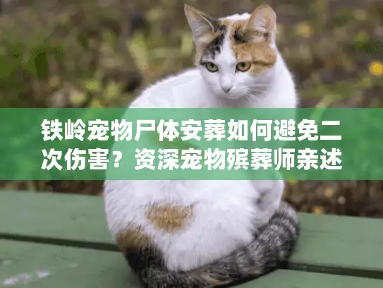 铁岭宠物尸体安葬如何避免二次伤害？资深宠物殡葬师亲述