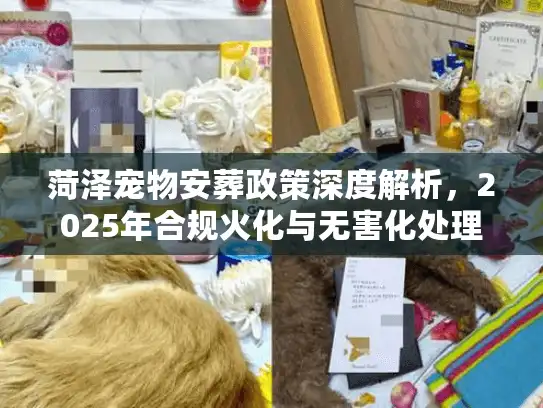 菏泽宠物安葬政策深度解析，2025年合规火化与无害化处理实操