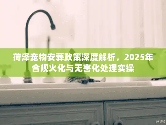 菏泽宠物安葬政策深度解析，2025年合规火化与无害化处理实操