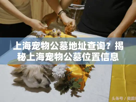 上海宠物公墓地址查询？揭秘上海宠物公墓位置信息与服务指南