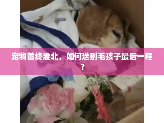 宠物善终淮北，如何送别毛孩子最后一程？