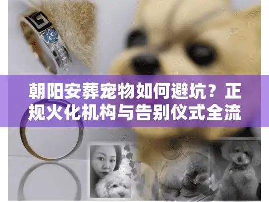 朝阳安葬宠物如何避坑？正规火化机构与告别仪式全流程