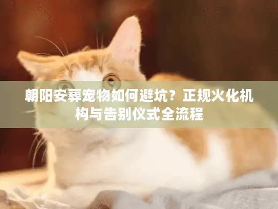 朝阳安葬宠物如何避坑？正规火化机构与告别仪式全流程