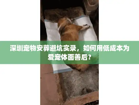深圳宠物安葬避坑实录，如何用低成本为爱宠体面善后？