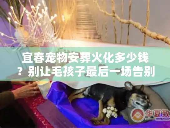 宜春宠物安葬火化多少钱？别让毛孩子最后一场告别太潦草