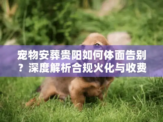 宠物安葬贵阳如何体面告别？深度解析合规火化与收费标准